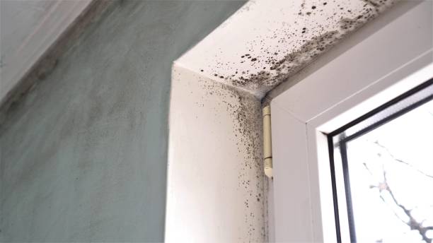 Professional Mold Removal in East Farmingdale, NY