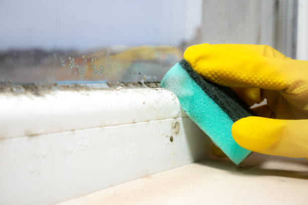 Best Professional Mold Removal  in East Farmingdale, NY