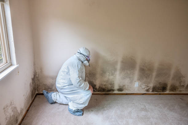 Best Crawl Space Mold Removal  in East Farmingdale, NY